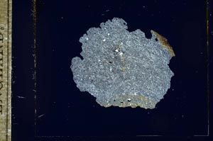 Cross Polarized, S17715