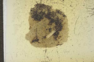 Plane Polarized, S17718