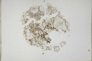 Plane Polarized, S17732