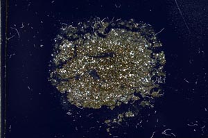 Cross Polarized, S17733