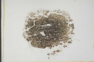 Plane Polarized, S17733