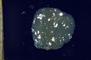 Cross Polarized, S17737