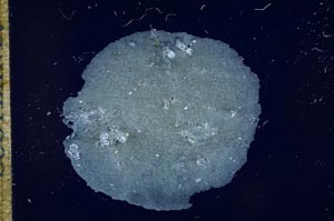 Cross Polarized, S17739
