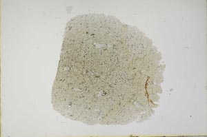 Plane Polarized, S17742