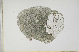 Plane Polarized, S17748