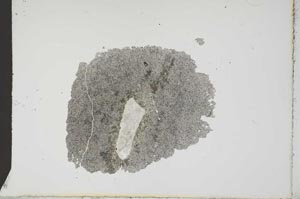 Plane Polarized, S17826