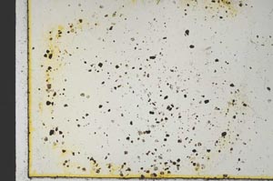 Plane Polarized, S17852