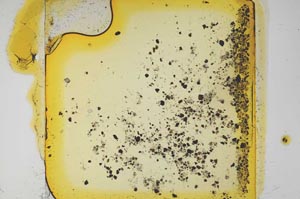 Plane Polarized, S17855