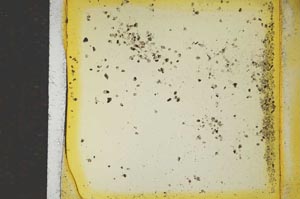 Plane Polarized, S17856