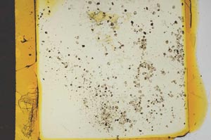 Plane Polarized, S17857