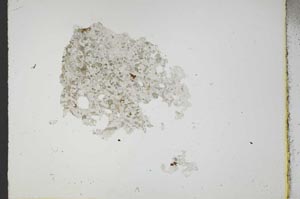 Plane Polarized, S17904