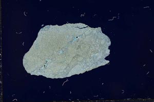 Cross Polarized, S17933