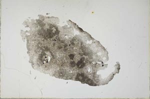 Plane Polarized, S17949