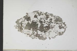 Plane Polarized, S17976