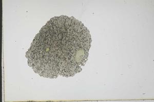 Plane Polarized, S17977