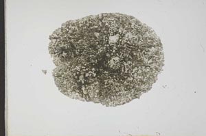Plane Polarized, S18034