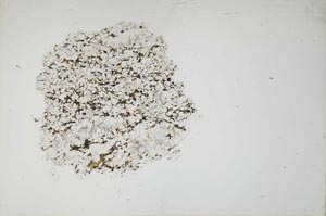 Plane Polarized, S18183