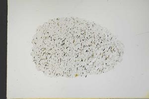Plane Polarized, S18259