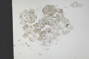 Plane Polarized, S18288