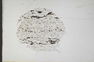 Plane Polarized, S18298