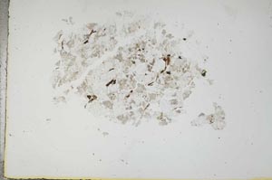 Plane Polarized, S18299