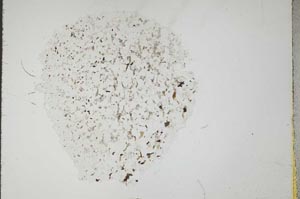 Plane Polarized, S18302