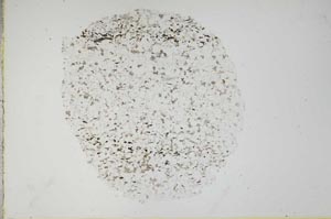 Plane Polarized, S18302/b