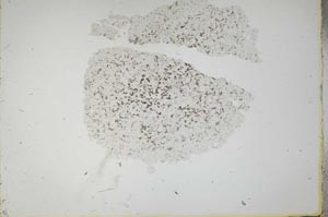 Plane Polarized, S18303