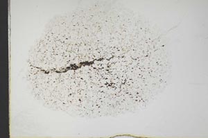 Plane Polarized, S18304