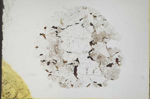 Plane Polarized, S18309