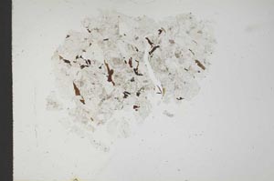 Plane Polarized, S18310