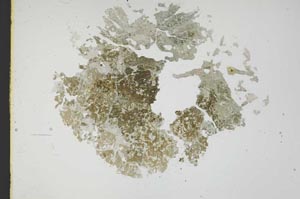 Plane Polarized, S18314