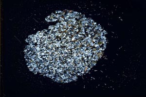 Cross Polarized, S18315