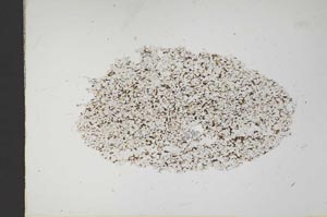 Plane Polarized, S18317