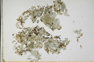 Plane Polarized, S18318