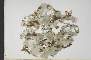 Plane Polarized, S18319