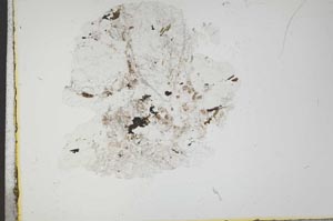 Plane Polarized, S18325