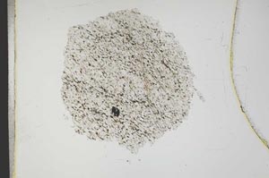 Plane Polarized, S18332