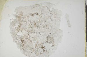 Plane Polarized, S18333