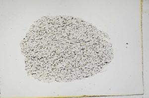 Plane Polarized, S18334