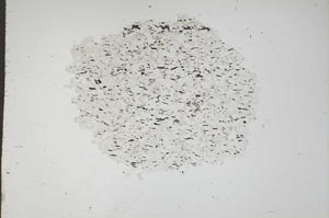 Plane Polarized, S18335