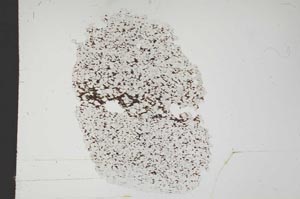 Plane Polarized, S18338