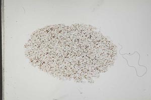 Plane Polarized, S18340