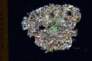 Cross Polarized, S18341