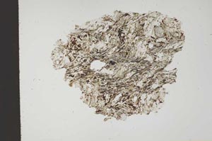 Plane Polarized, S18341