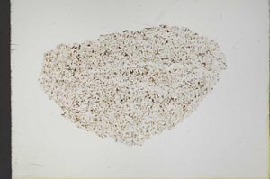 Plane Polarized, S18342