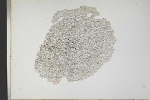 Plane Polarized, S18343