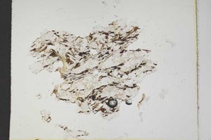 Plane Polarized, S18344