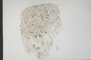 Plane Polarized, S18345