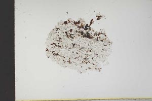 Plane Polarized, S18346/b